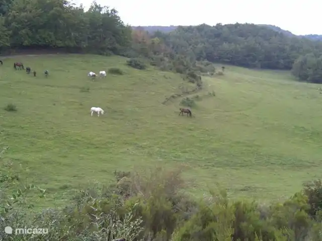 De paarden zorgen dat het gras niet te hoog wordt